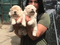 Mükemmel chow chow yavrularım