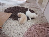 British shorthair yavrularımız rezerveye uygundur