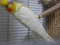 Hazır yavru veren garanti takım sultan papağanı