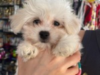 Tatlı mı tatlı bir maltese