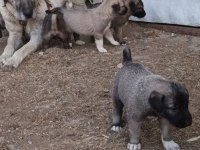 Orjinal sivas kangal yavruları