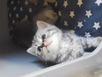 Scottish fold British yavru kedi. Konyaya temmuz 5 ine
