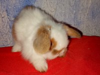 Teddy lop tavşan yavrular mavi göz
