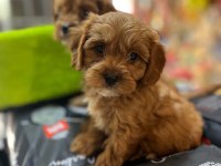 EMSALSİZ BİBLO GÜZELLİĞİNDE TEACUP MALTİPO BEBEKLER