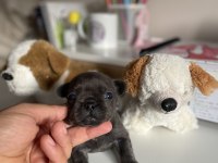 Mikro Exotic French Bulldog Yavrular