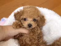 A KALİTE KIVIRCIK MALTİPOO