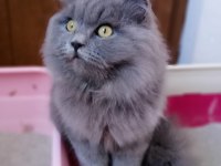 Scottish fold uzun tüylü