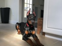 DOBERMANLAR BAZI ŞEYLERİN AÇIKLAMAYA İHTİYACI YOKTUR