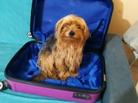 10 aylık yorkshire terrier kızımız sahiplendirilecektir