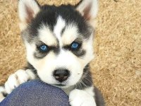 Renk Ve Anatomi Güzeli Sibirya Kurdu Husky Yavrular