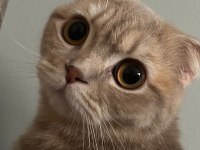 Scottish fold kedimiz