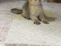 Dişi british shorthair bebek