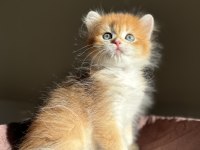 Mükemmel Kalite Golden Ny12 British Longhair