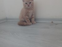 sevimlimi sevimli scottish fold