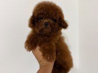 Kore Red Brown Yavrular