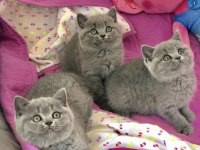 Güzeller Güzeli Brıtısh Shorthair Yavrularım
