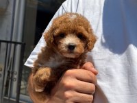 SAĞLIK VE IRK GARANTİLİ MALTİPOO
