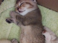 Scottish fold