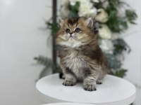 Black golden yakışıklı british longhair
