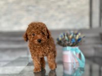 Poodle Bebekler