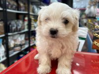 Maltipoo bebeklerimiz teslime hazır