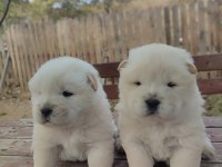 Premium Çin Aslanı Chow Chow Yavruları