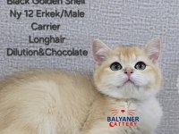 British Shorthair Golden Erkek Yavrumuz