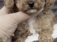 Toy Poodle Safkan Yavrumuz