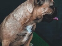 Micro 2 yaşında french bulldog kızımız