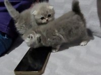 Scottish fold 2 dişi ve 2 erkek bebek