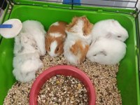 Albino ginepig