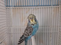 Show jumbo erkek muhabbet kuşları