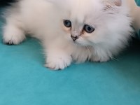 3 aylık maviş dişi british longhair
