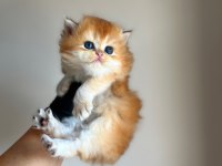 British Longhair Sevgi Dolu Kediler