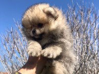 Pomeranian Boo Yavrular