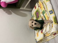 Maltipoo Köpeğimiz Ücretsiz Değildir
