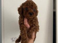 Orijinal toy poodle yavrularim ev üretimi