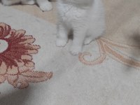British shorthair beyaz