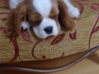 3 aylık erkek bebek king charles
