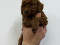 IRK GARANTİLİ EVİNİZİN NEŞESİ TOY POODLE