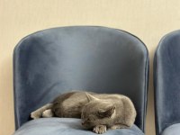 Safkan british shorthair 8 aylık dişi