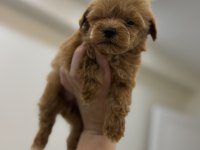 Kore Kan Teacup Maltipoo 