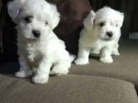 0 numara Maltese yavrular