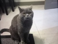Ücretsiz 3 Yaşında British Shorthair