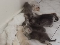 Silver British longhair anne ve siyam babanın yavruları