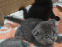 Tatlış british shorthair miniklerimiz