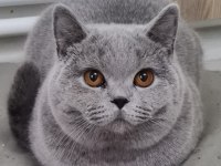 British shorthair sahibinden erkekler