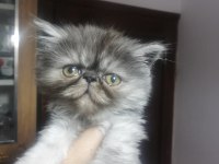 Yakışıklı bir yavru exotic shorthair