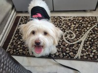 Maltese terrier aşıları çipi karnesi herşeyi tamam