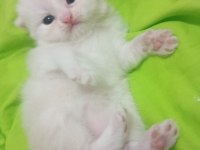 Scottish Fold sahiplendirme